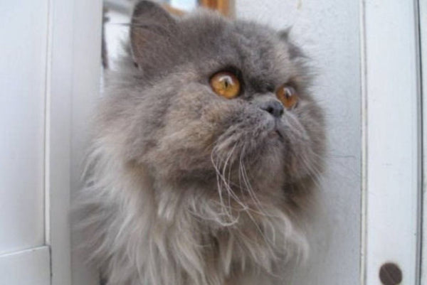 Sophie Battereau - Reserve