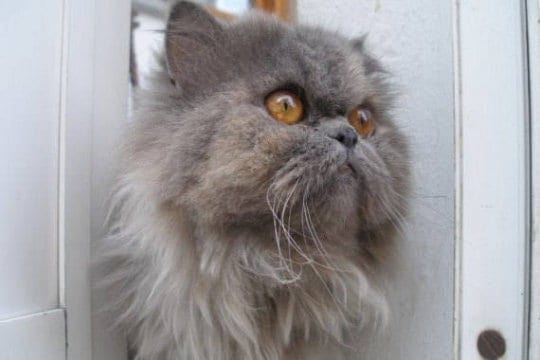 Reserve  - Christie Vail