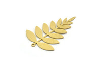 Brass Leaf Charm, 6 Raw Brass Acacia Leaf Charms With 1 Loop, Findings (37.5x25x0.60mm) SMP0306